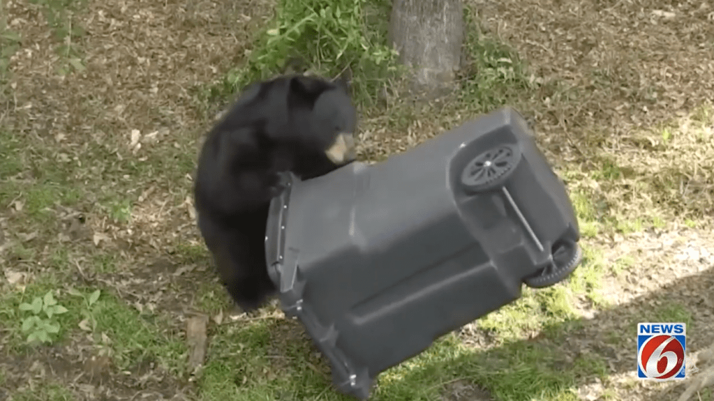 A black bear inspects a garbage can in Florida.